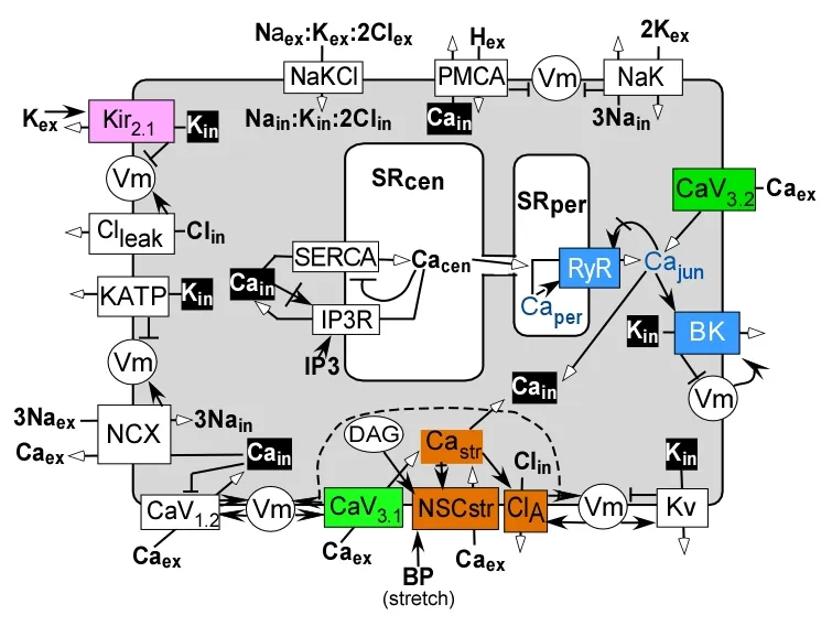 Calcium ion signaling in arterial smooth muscle cell