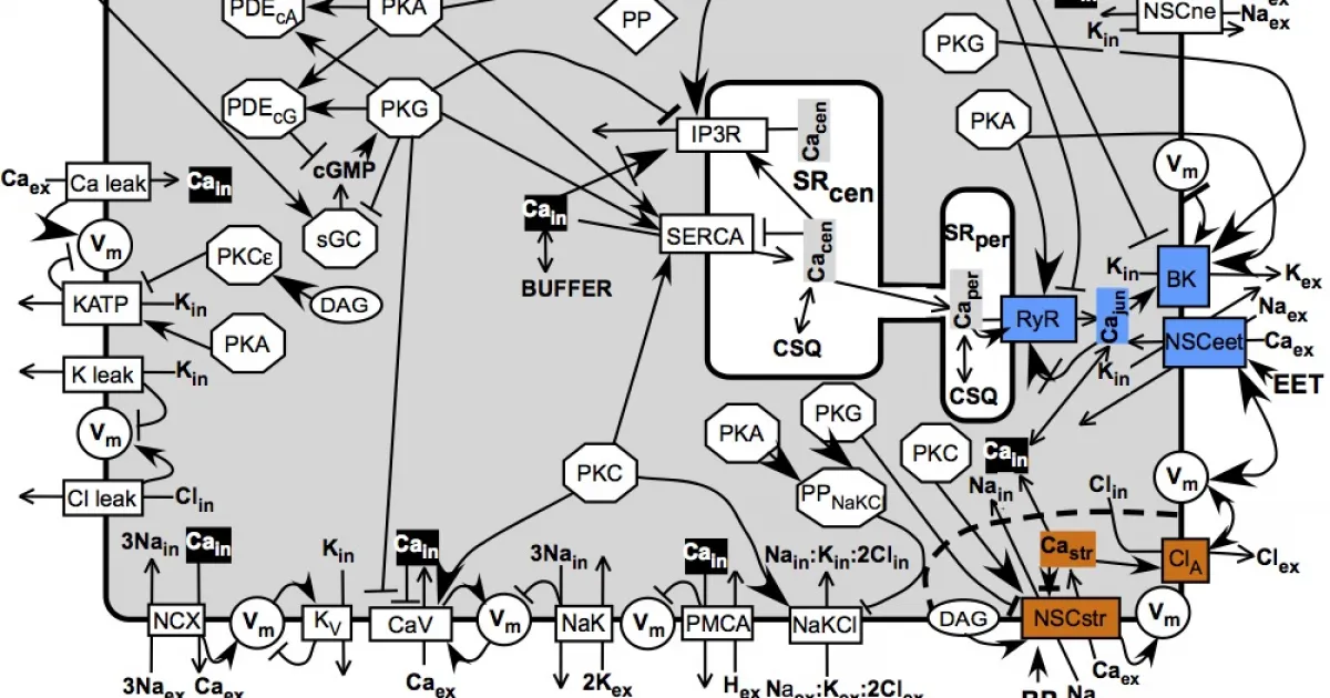 Kinetic modeling of signaling pathways | Columbia | Center for ...