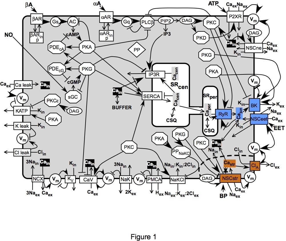 A smooth muscle cell sarcolemma contains channels, receptors, and transporters spanning the membrane.