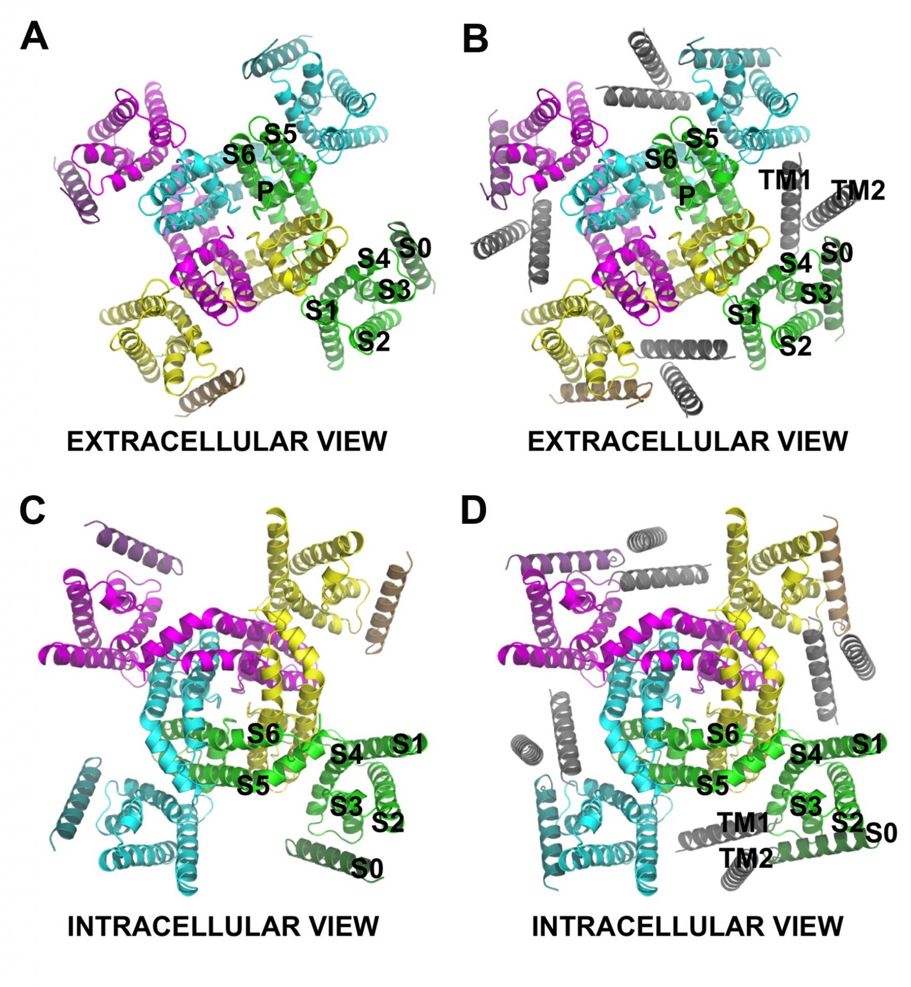 A model of BK α in absence and presence of β1.