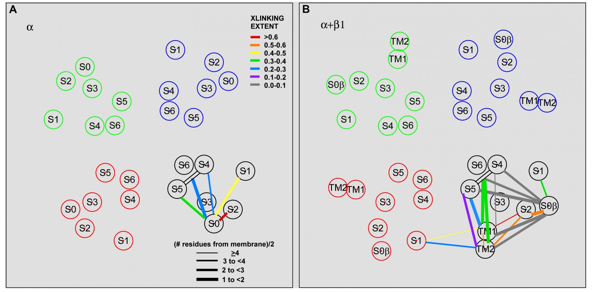 Optimized positions of the intracellular end of α S0, β1 TM1, and β1 TM2, relative to S1 – S6 in the absence and presence of β1.